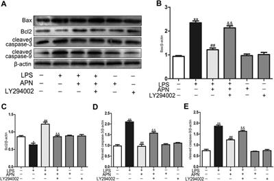 Adiponectin Attenuates Lipopolysaccharide-induced Apoptosis by Regulating the Cx43/PI3K/AKT Pathway